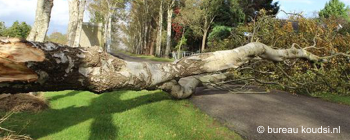 Bij omgewaaide bomen door storm we zijn 24 uur bereikbaar.